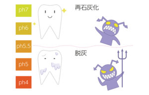 江戸川橋　歯医者　酸蝕症には内因性、外因性の要因がある　江戸川橋菊地歯科医院