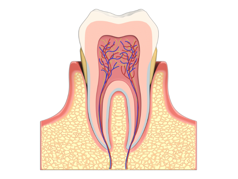 歯の神経イメージ