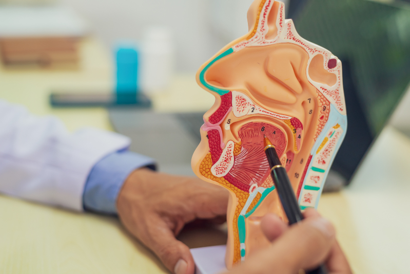 子どもの口呼吸の原因を模型で説明する歯科医師