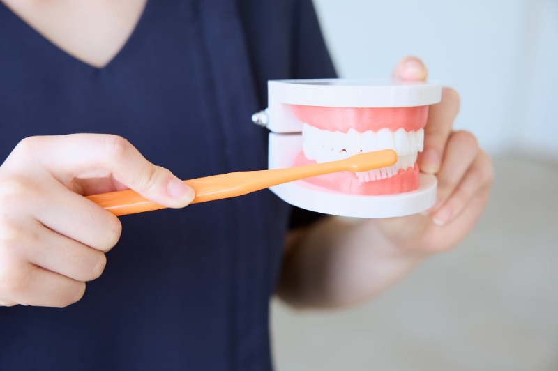 歯の模型を使って仕上げ磨きについて説明する歯科医